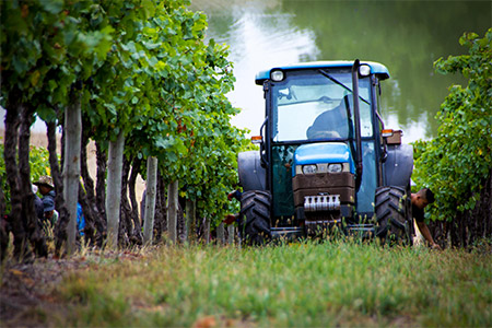 Tractor In Vineyard