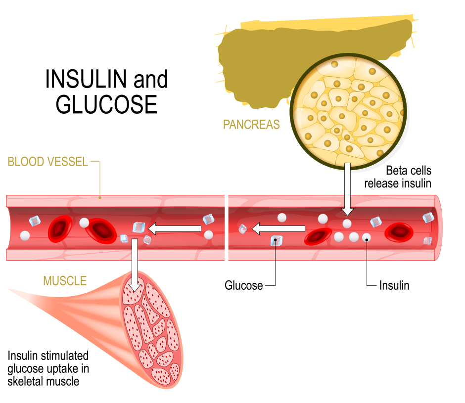 Insulin And Glucose