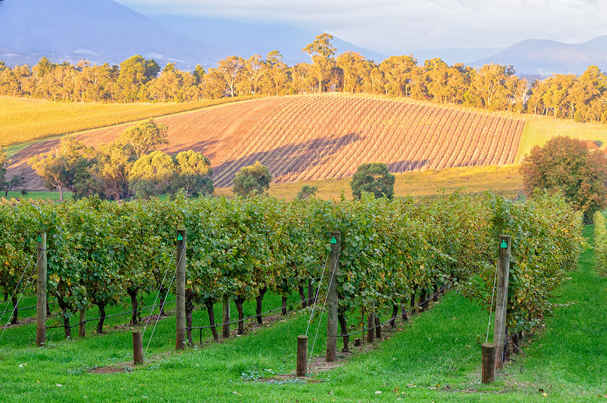 Killara Estate Vineyard in the Upper Yarra Valley