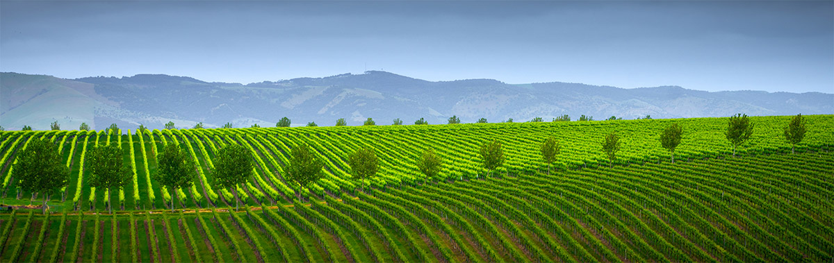 Mclaren Vale Vineyard Panorama