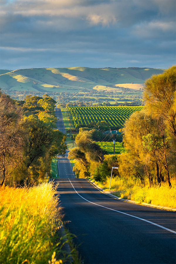 Mclaren Vale Vineyards