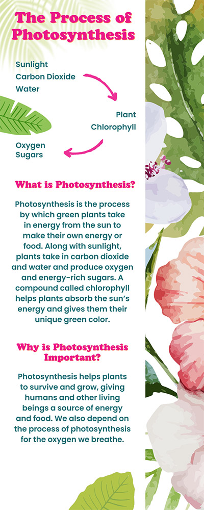 Process Of Photosynthesis