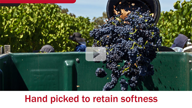 Shiraz Winemaking process video