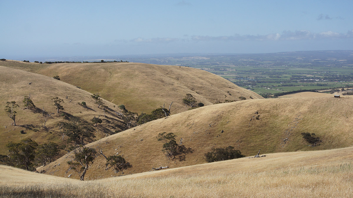 Willunga Hills Looking to the Coast in Summer.