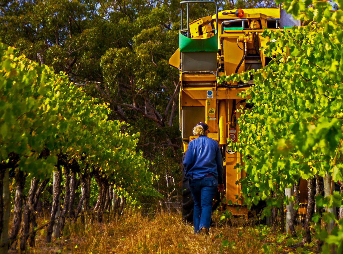 Cool Climate Shiraz